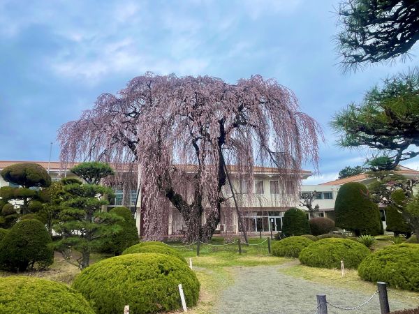 2026-04-05小学校桜.jpg