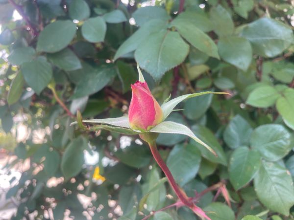2026-05-13_薔薇つぼみ_1.jpg