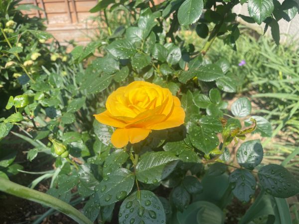 2026-05-13_薔薇.jpg
