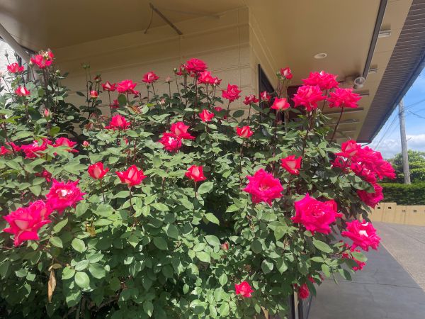 2026-05-26_薔薇_3.jpg