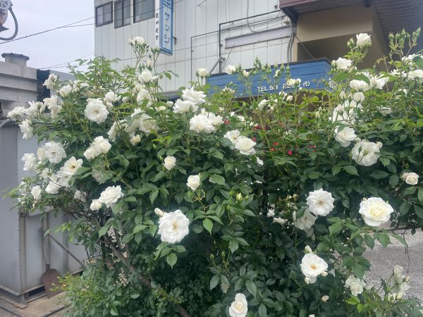 2026-05-26_薔薇_6.jpg