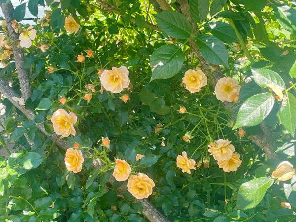 2026-05-26_薔薇_9.jpg