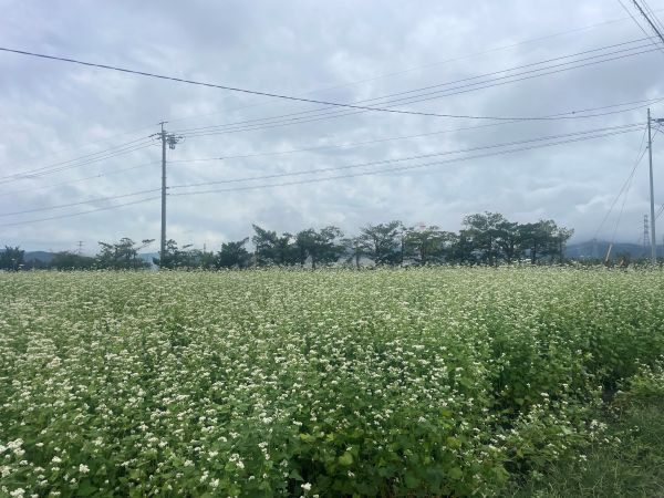 R8.9.4_そば花_6.jpg