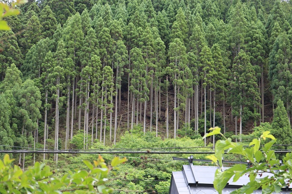 京都北山６.JPG