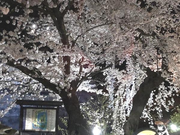 松本桜.jpg