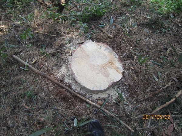松枯れ被害木１３.JPG