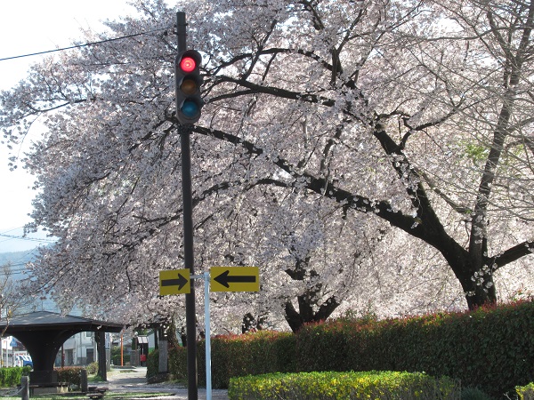 H31桜①.JPG