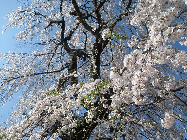 H31桜③.JPG