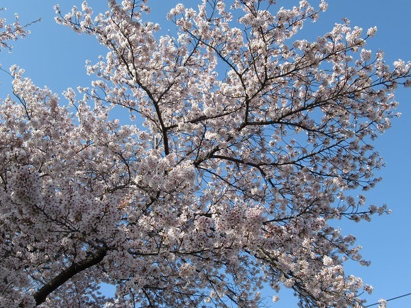 H31桜④.JPG