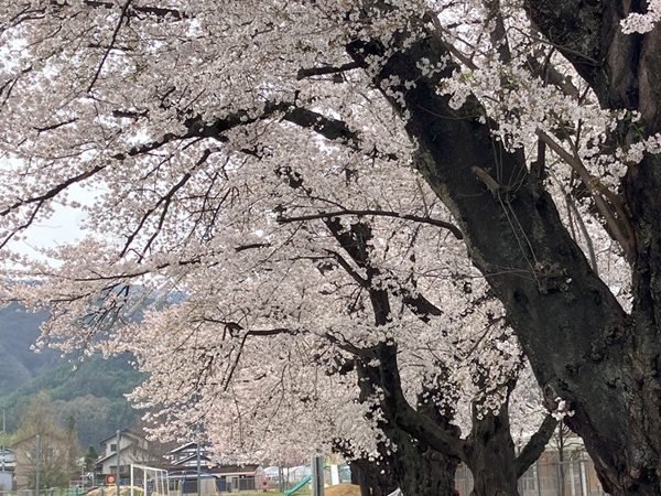 R7.4.18桜①.jpg