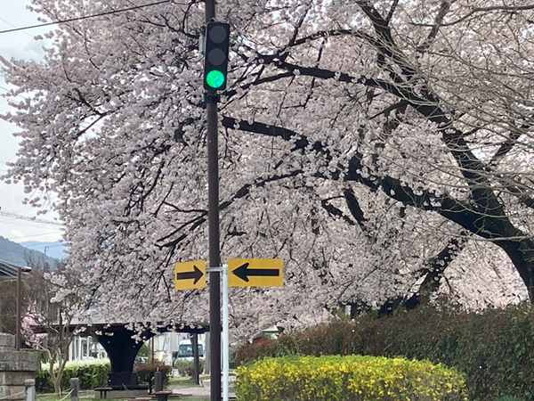 R7.4.18桜②.png