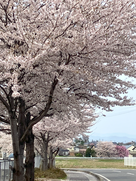 R7.4.18桜③.png