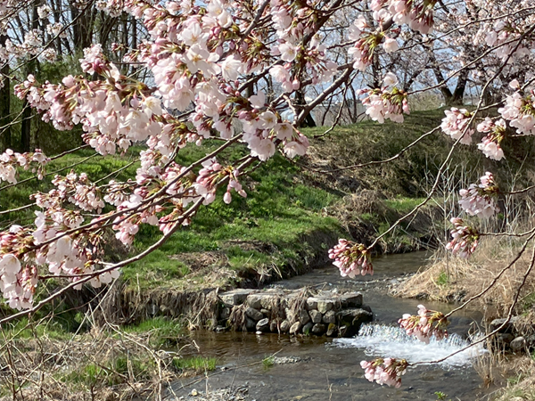 R7.4.18桜④.png