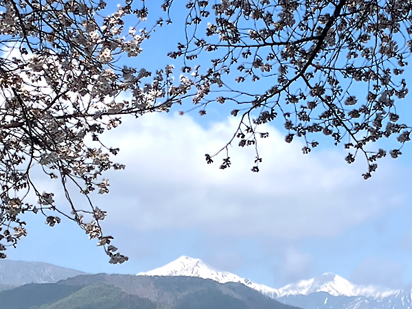 R7.4.18桜⑤.png