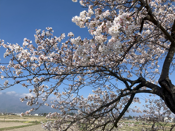 R7.4.18桜⑥.png