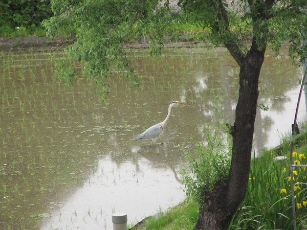 R7.5.26 田植え②.jpg
