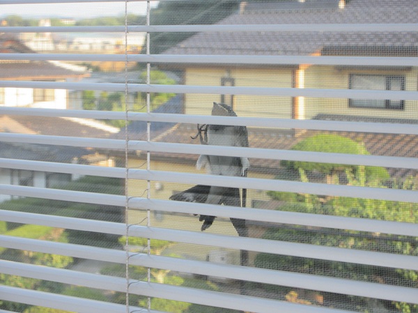 R7.7.30ツバメ②.JPG